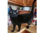 Adopt Buddy a All Black Domestic Shorthair / Mixed (short coat) cat in