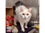 Adopt Annabelle a White Domestic Longhair cat in Knoxville, TN (38535435)
