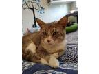 Adopt Tommy a Domestic Shorthair / Mixed (short coat) cat in Bourbonnais