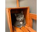 Adopt Ardesia a American Shorthair