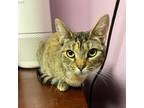 Adopt Lola a Domestic Short Hair