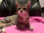 Adopt Asland a Domestic Short Hair