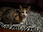 Adopt Anise a Domestic Short Hair