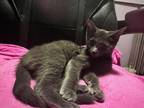 Adopt Agatha a Domestic Short Hair