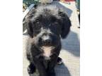 Adopt Kramerica a Australian Kelpie, Poodle