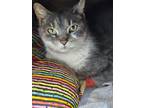 Adopt Eleanor a Dilute Calico