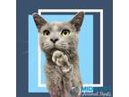 Adopt London a Gray or Blue Domestic Shorthair / Mixed cat in Raytown