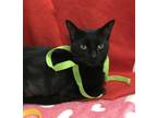 Adopt Meatball a Domestic Short Hair