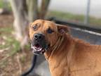 Adopt *JIG a Tan/Yellow/Fawn Mixed Breed (Medium) / Mixed dog in Ocala