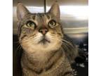 Adopt Bluebell a Domestic Short Hair