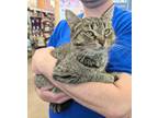 Adopt Sal ("Buggy") a Domestic Short Hair