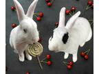 Adopt &CRUISER a Black New Zealand / Mixed rabbit in San Jose, CA (35894217)