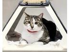 Adopt GREGORY a Brown Tabby Domestic Shorthair / Mixed (short coat) cat in Van