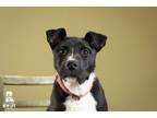 Adopt Rowan a Pit Bull Terrier