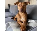 Adopt Happiness a Labrador Retriever / Mixed dog in Washington, DC (38522998)