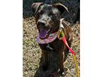 Adopt Peaches a Mixed Breed, Labrador Retriever