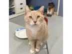 Adopt DAFFODIL a Domestic Shorthair / Mixed (short coat) cat in Battle Creek