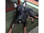 Adopt San Jose a Black German Shepherd Dog / Mixed dog in Edinburg