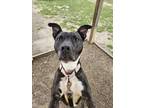Adopt CHEWY a Pit Bull Terrier, Mixed Breed