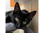 Adopt CHESTNUT a All Black Domestic Shorthair / Mixed cat in Pt.