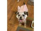 Adopt Daisy a Schnauzer