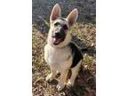 Adopt Athena a German Shepherd Dog