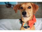 Adopt Jack a Tan/Yellow/Fawn Beagle / Italian Greyhound / Mixed dog in New