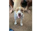 Adopt Naruto a Tan/Yellow/Fawn - with White Mutt / Mutt / Mixed dog in