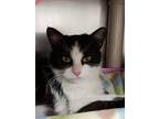 Adopt Lyanna a Domestic Short Hair