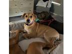 Adopt Idalene Puppy - Chickaletta a Tan/Yellow/Fawn Boxer / Mixed dog in Austin