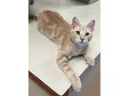 Adopt Darcy TCR7 6/21/23 a Orange or Red Domestic Shorthair / Domestic Shorthair