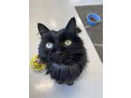 Adopt Donnie a All Black Domestic Longhair / Domestic Shorthair / Mixed cat in