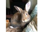 Adopt Chelsea a Agouti Other/Unknown rabbit in Westford, MA (38520051)