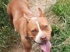 Adopt Aliyah a Red/Golden/Orange/Chestnut - with White American Pit Bull Terrier