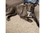 Adopt Cherry a Pit Bull Terrier