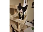 Adopt Oreo a Black & White or Tuxedo American Shorthair / Mixed (short coat) cat