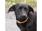 Adopt Zelda a Black Labrador Retriever