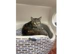 Adopt Allie a Brown or Chocolate Domestic Shorthair / Domestic Shorthair / Mixed