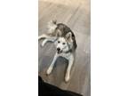 Adopt Autumn a Gray/Silver/Salt & Pepper - with White Husky / Mixed dog in El
