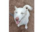 Adopt Kahleesi a White Husky / Mixed dog in Magnolia, TX (38523338)