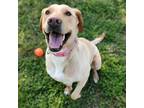 Adopt Chloe a Labrador Retriever