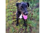 Adopt Arya a Black Terrier (Unknown Type, Small) / Mixed dog in Milford