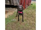 Adopt Lucy a Plott Hound