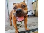 Adopt Squishy a Pit Bull Terrier / Mixed dog in Dallas, TX (38403959)