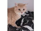 Adopt Mika a Orange or Red Domestic Shorthair / Mixed Breed (Medium) / Mixed
