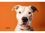 Adopt Pilot a White American Pit Bull Terrier / Mixed dog in Kokomo