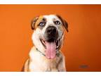 Adopt Callie a Tan/Yellow/Fawn Australian Shepherd / Husky / Mixed dog in