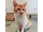 Adopt Pants a Orange or Red Domestic Shorthair / Mixed cat in Cumming