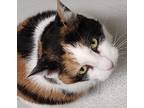Adopt Thelma a White American Shorthair / Domestic Shorthair / Mixed cat in
