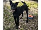Adopt 160347 a Black Labrador Retriever / Shepherd (Unknown Type) / Mixed dog in